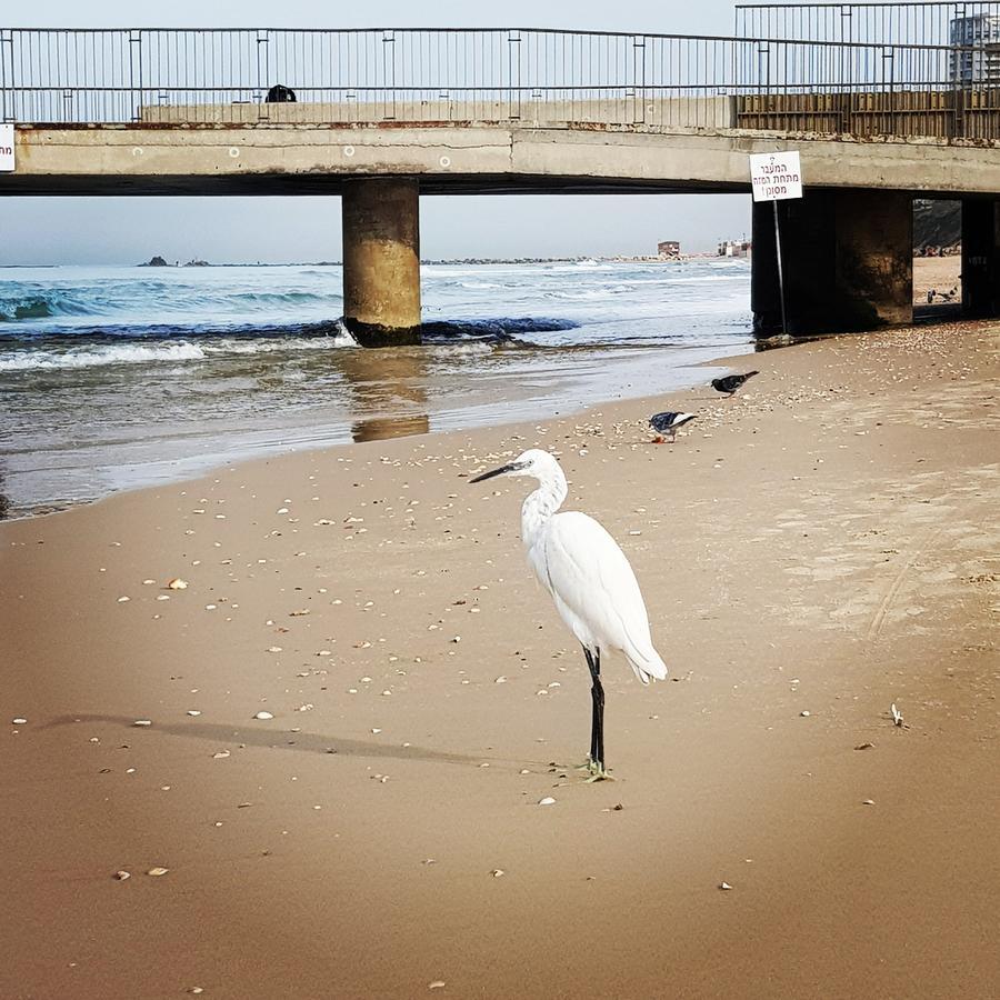 Sweet Home On The Beach Tel Aviv Luaran gambar